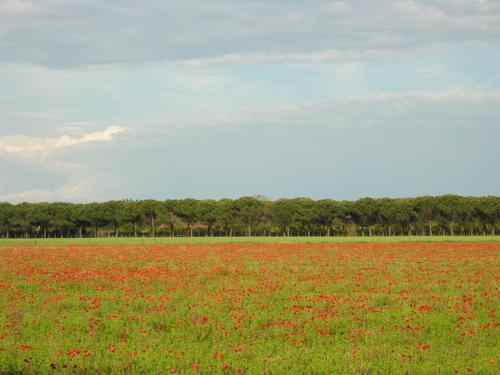 Appartamenti Mirella Bibione Dış mekan fotoğraf